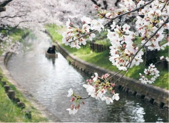 写真：桜と川の風景